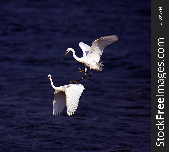 Two egrets are fighting each other