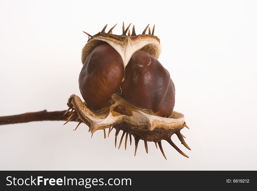 Prickly brown chestnuts isolated on white background