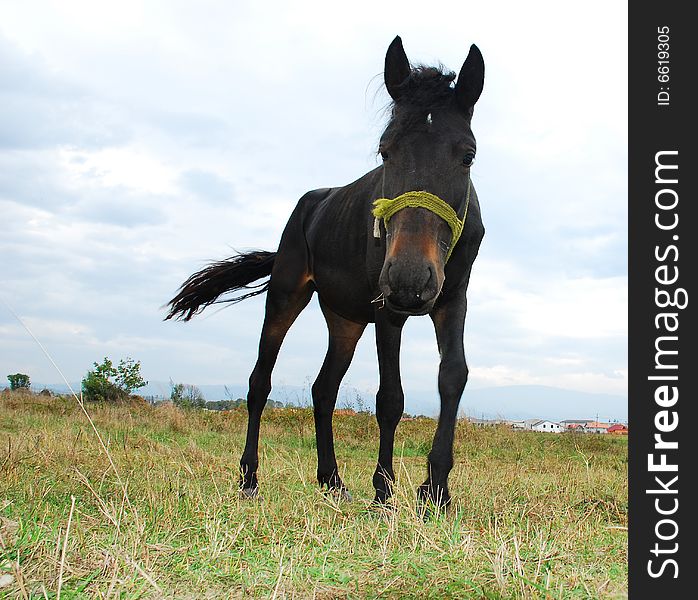 Curious horse looking for food on a meadow nearly a romanian village