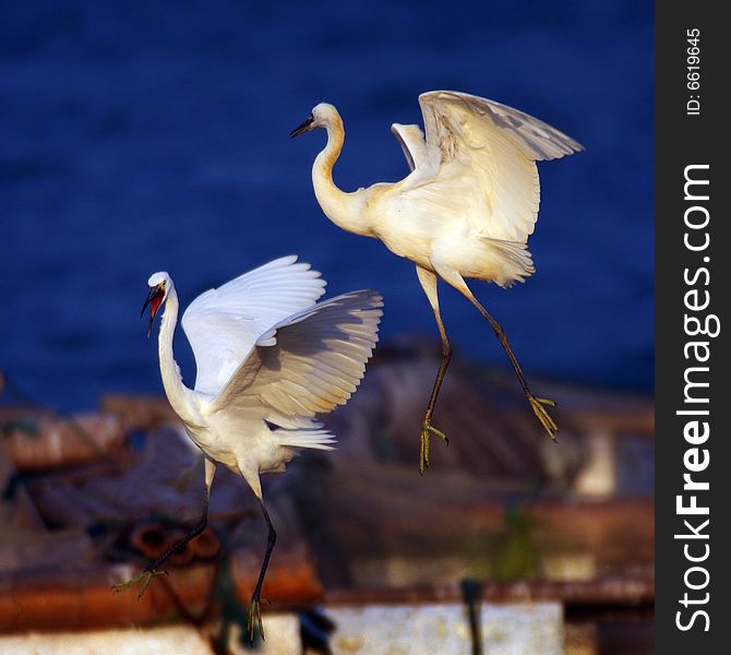 Egrets