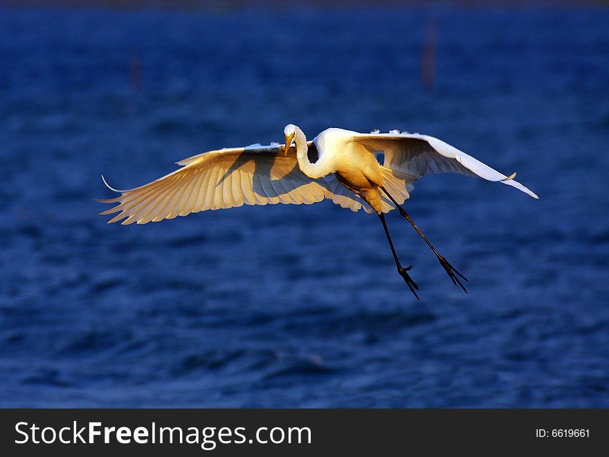 Egret