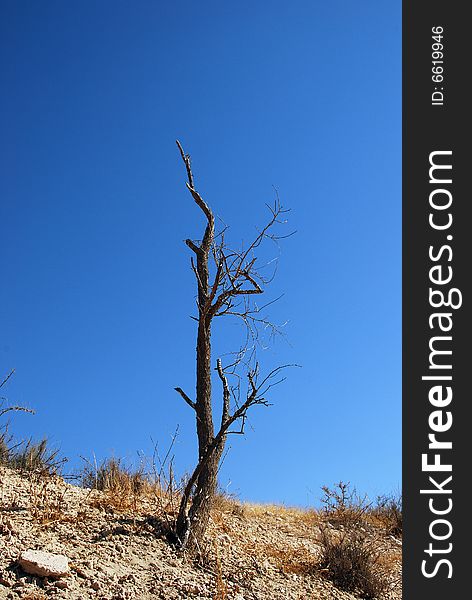 The dead dried up tree in desert. The dead dried up tree in desert