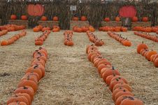 Pumpkin Patch Royalty Free Stock Photography Pumpkin Patch Royalty Free Stock Photography
