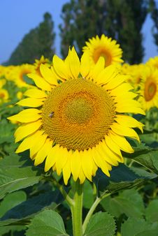 Sunflower With Bee Against Green Field Stock Photos Sunflower With Bee Against Green Field Stock Photos