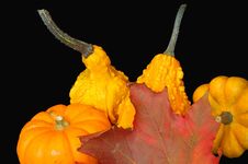 Free Canadian Thanksgiving 6 Royalty Free Stock Images - 6624159