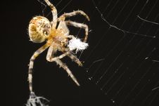 Orb Weaver Spider Arranging Silk Royalty Free Stock Image