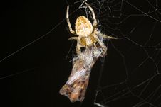 Orb Weaver Spider With Prey Royalty Free Stock Image