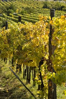 Vineyard Royalty Free Stock Photography Vineyard Royalty Free Stock Photography