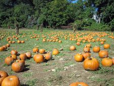 Pumpkin Patch Royalty Free Stock Photos Pumpkin Patch Royalty Free Stock Photos