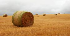 Wheat Pack Royalty Free Stock Images Wheat Pack Royalty Free Stock Images