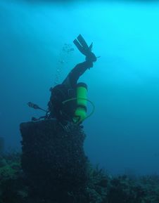 Diver And Barrel Coral Royalty Free Stock Image Diver And Barrel Coral Royalty Free Stock Image