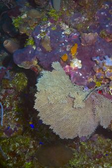 Gorgonian Sea Fan Stock Photo Gorgonian Sea Fan Stock Photo