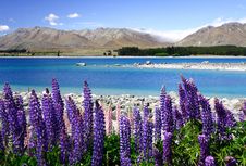 Lavender By Lake Tekapo (6) Royalty Free Stock Image Lavender By Lake Tekapo (6) Royalty Free Stock Image