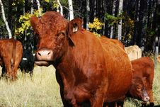 Funny Expression Of A Cow Stock Images Funny Expression Of A Cow Stock Images
