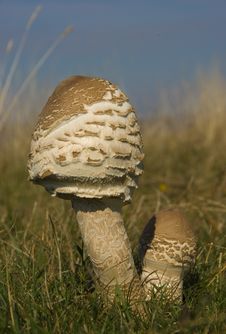 Mushroom Royalty Free Stock Image Mushroom Royalty Free Stock Image