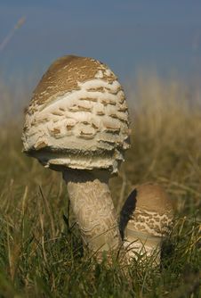 Mushroom Royalty Free Stock Images