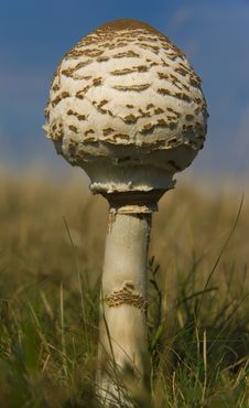 Mushroom Royalty Free Stock Images Mushroom Royalty Free Stock Images