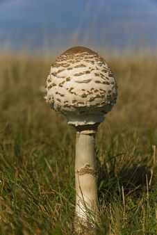 Mushroom Stock Photos Mushroom Stock Photos