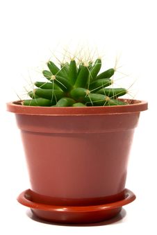 Pot With A Cactus Royalty Free Stock Photography Pot With A Cactus Royalty Free Stock Photography