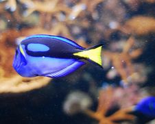 Fish Royalty Free Stock Photos Fish Royalty Free Stock Photos