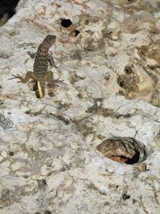 Lizard On A Rock Royalty Free Stock Image