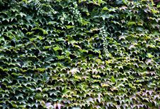 Ivy Wall Royalty Free Stock Photo Ivy Wall Royalty Free Stock Photo