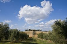 Tuscan Landscape, Farm And Cypress Stock Images