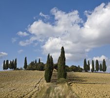 Tuscan Landscape, Cypress On The Hill Stock Photos