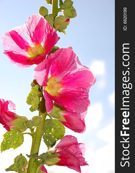 Pink malvaceae flower in summer