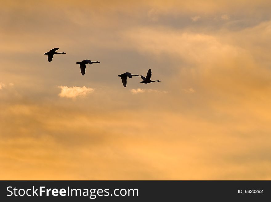 Goose flying way along the river