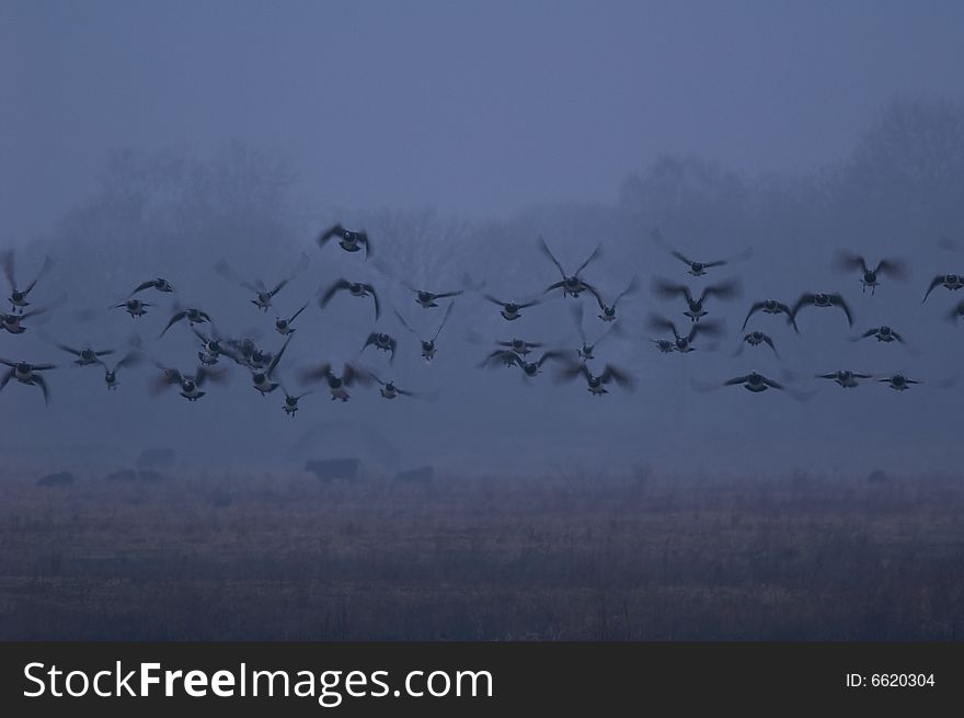 Goose flying way along the river