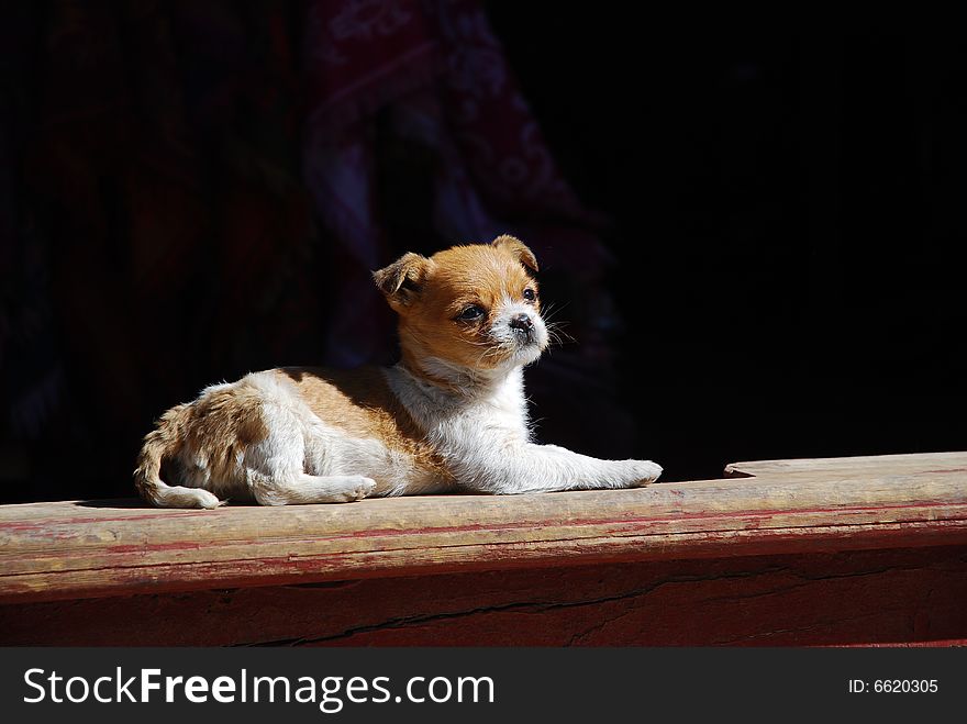 The dog of lijiang china. The dog of lijiang china