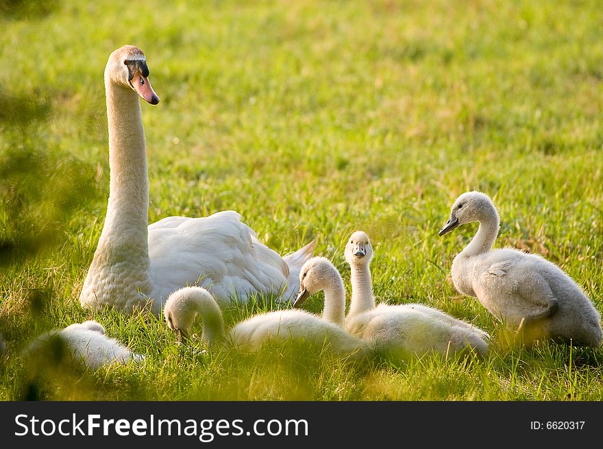 White Goose with young ones