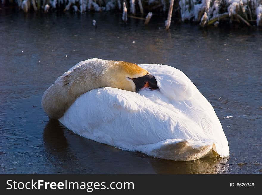 Swan sleeping in frozen river