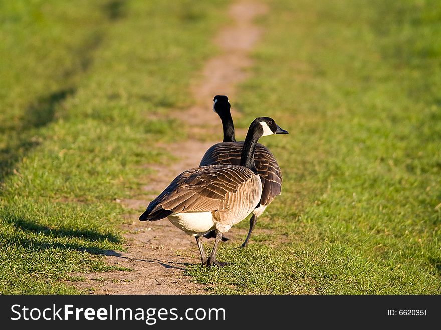 Goose are walking in the field