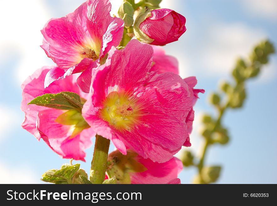 Pink Malvaceae Flower