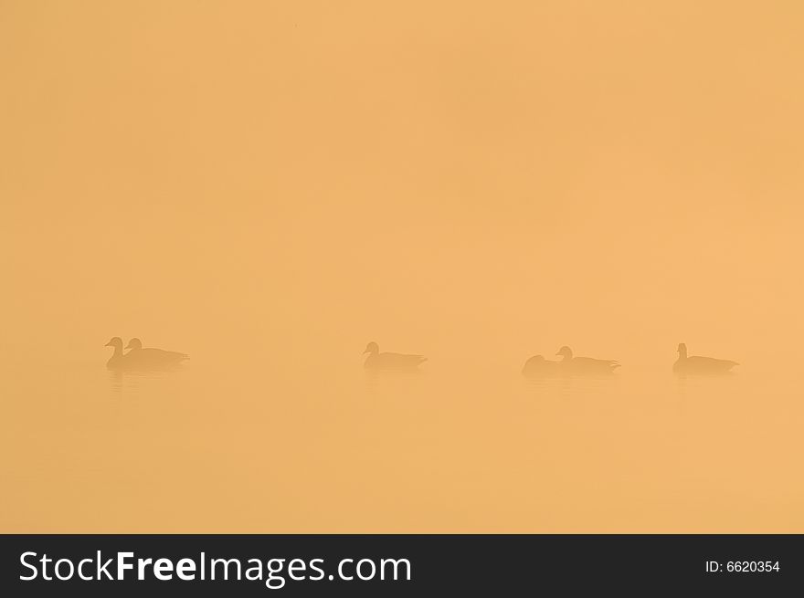 Ducks swimming in the fog