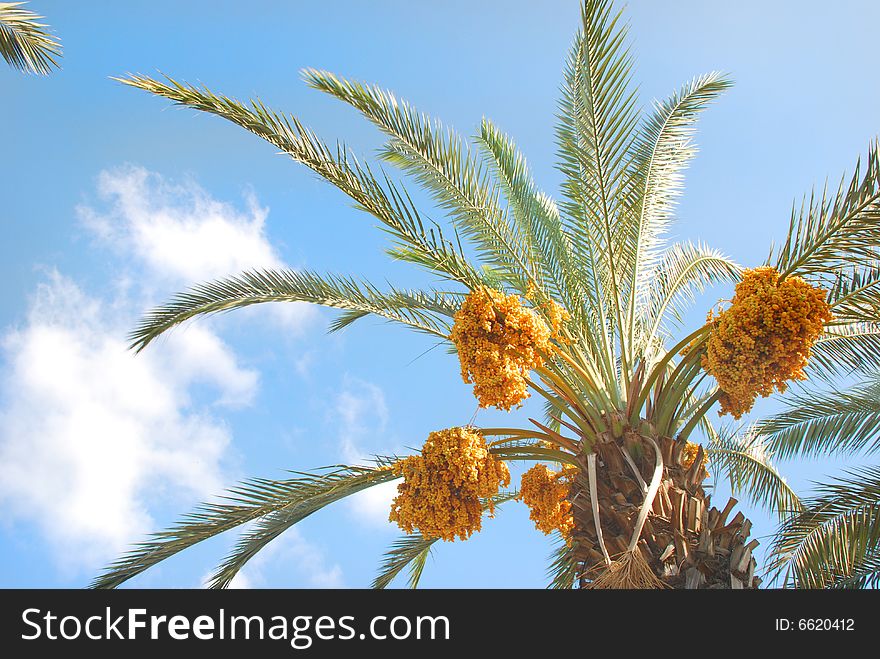 A  date palm tree growing  in my town