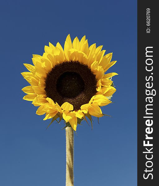 Sunflower against a cloudless blue Summer sky