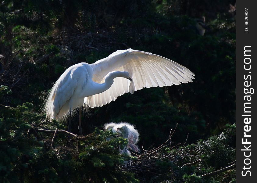 A white egret is teasing her wing