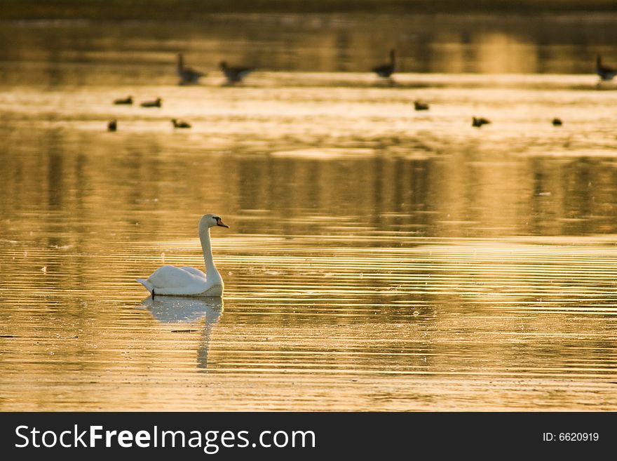 White Swan on the river