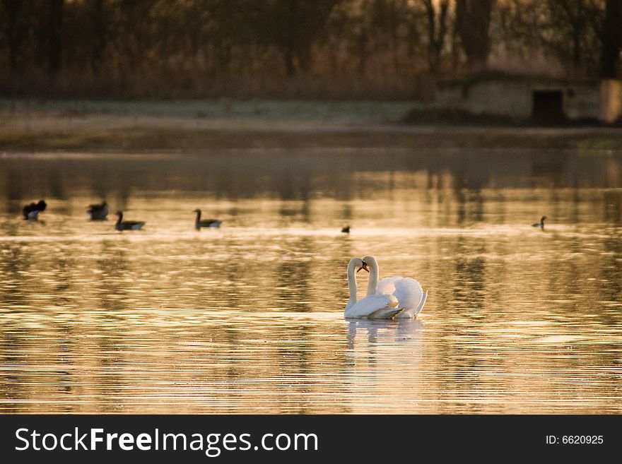 White Swans on the river