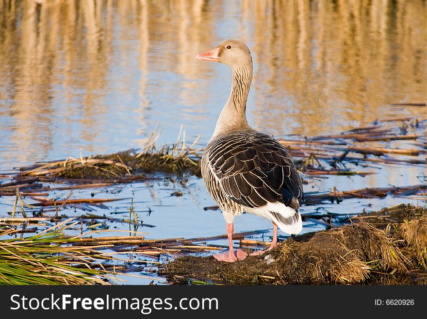 Goose looking over the river. Goose looking over the river