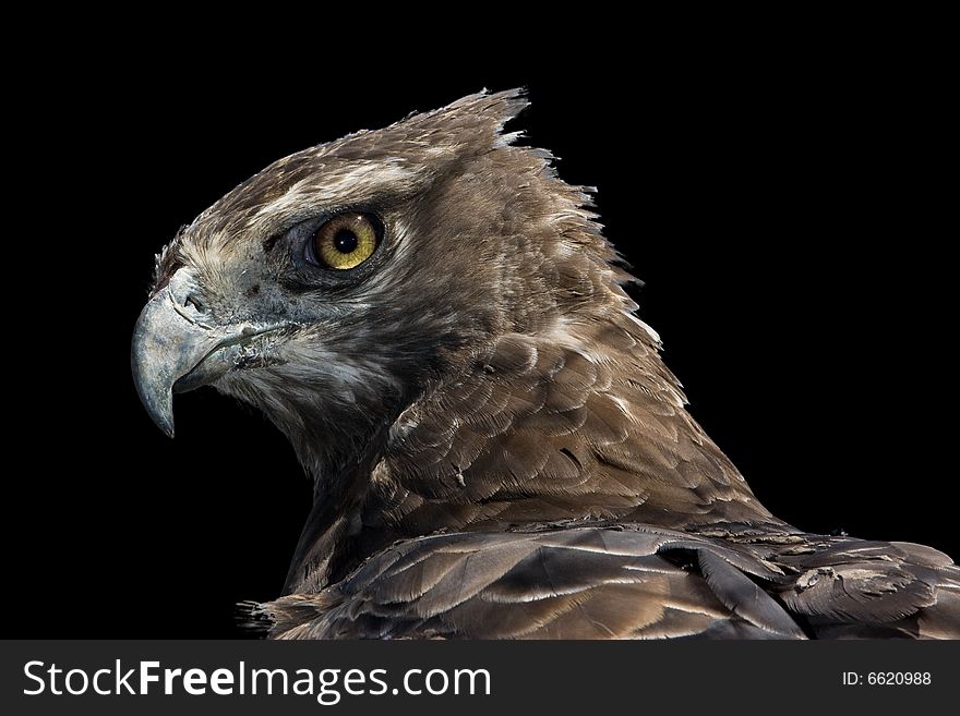 Martial Eagle Portrait on black background