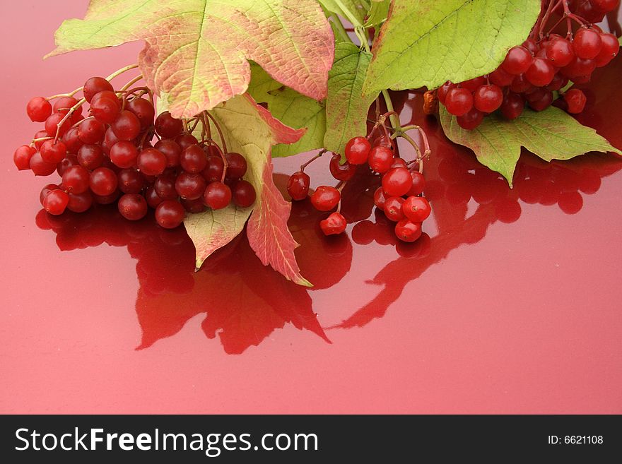 Guelder-rose branch with berries on red background