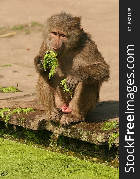 Animals: Baboon eating green stuff with its hands