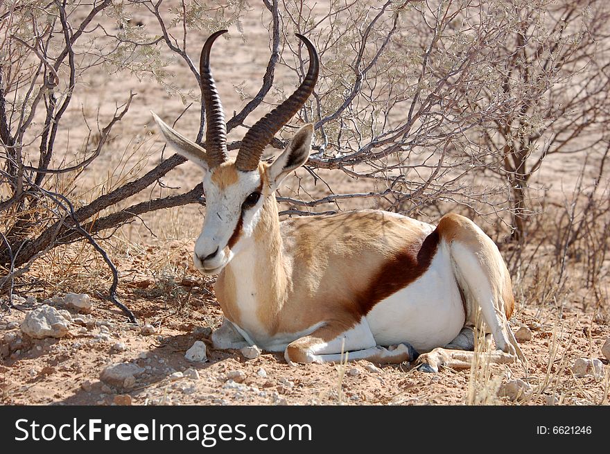 A Springbok Antelope (Antidorcas marsupialis) in the Kalahari Desert, Southern Africa.