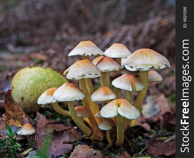 Wild Woodland Fungus growing by some fallen fruit