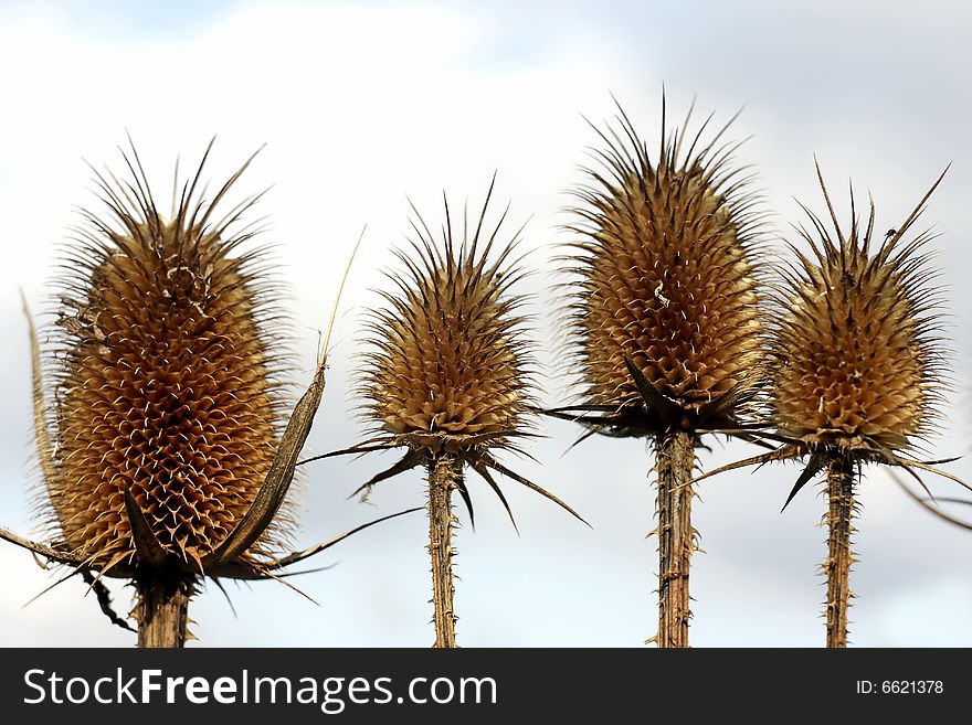 The dried plants reminding hedgehogs