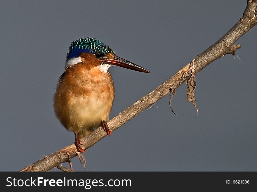 Malachite Kingfisher on twig looking right with clear background